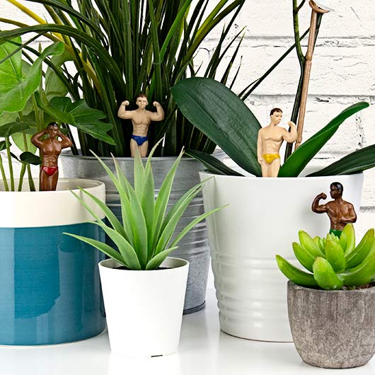 Décoration De Plante - Hunks